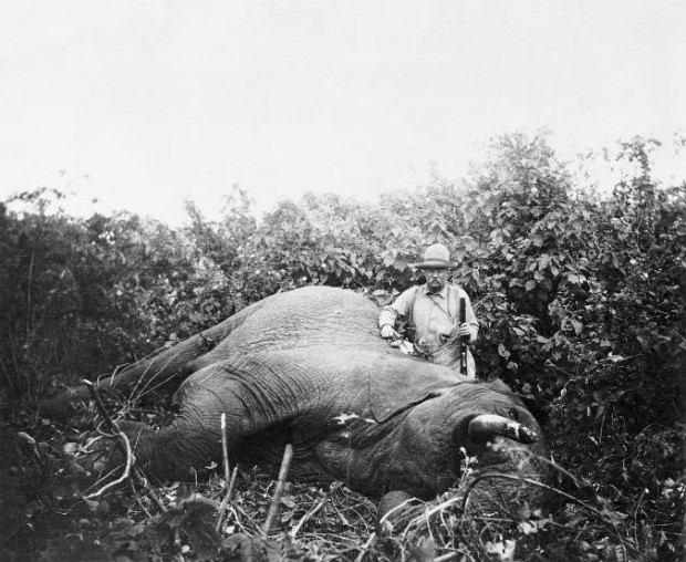 O ex-presidente americano Theodore Roosevelt com o elefante que matou no Quênia, em 1909.